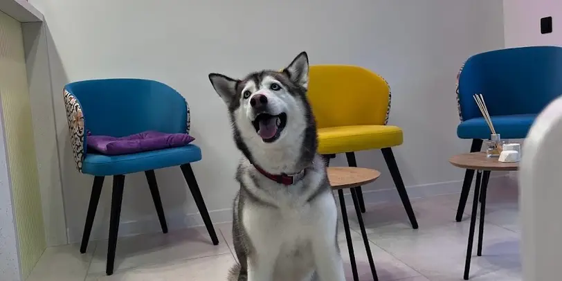 Petstory photo 4
