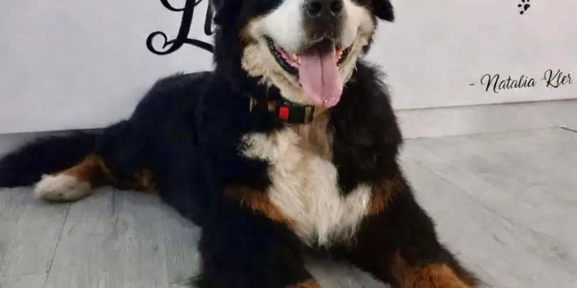 Lulitas - Peluquería Canina y Felina photo 1