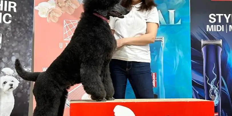 Grooming-Atelier, Viktoriia photo 7