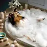Baño+uñas (razas medianas 5-12 kg)