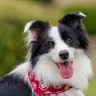 Corte de pelo y estilo (razas medianas 4-12 kg)