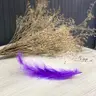 Живот полностью