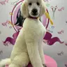 Пудель королівський/стандарт (повний комплекс)
