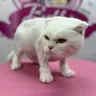Стрижка (коти)