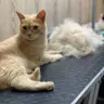 Вичісування котика