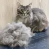 Вичісування котика+ купання