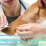 Чіпування