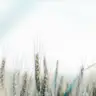 Кризове консультування