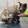 Вичісування або стрижка котика Мейнкун ( великі породи)