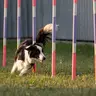Agility training