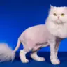 Підстригання кота під лева