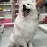 Самоїд (повний комплекс)