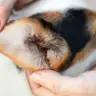 Обробка вушок