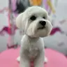 Болонка мальтійська (повний комплекс)