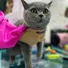 Вичісування котика