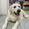 Золотистий ретривер (повний комплекс)