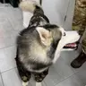 Хаскі (повний комплекс)