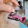 Limpieza dental ultrasónica sin anestesia (razas pequeñas máx.4 kg)