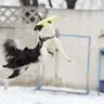 Frisbee training