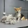 Коргі повний комплекс