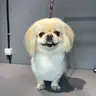 Пекінес повний комплекс