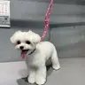 Мальтійська болонка повний комплекс