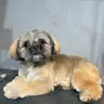 Ши-тцу повний комплекс