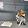 Джек рассел
