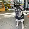 Французький бульдог