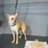 Чіхуа хуа