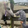 Ponyreiten