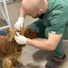 Первинний огляд