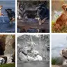 Hundeshooting - Freunde Special