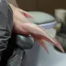 Claws