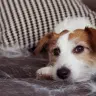 POILS D’ANIMAUX