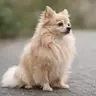 Perro Toy menos de 3 kg