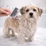 Perro Pequeño 3 a 10 kg