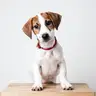 Perro Pequeño 3 a 10 kg