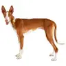 Perro Mediano 10 a 25 kg