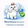 Мальтійська болонка (до 5 кг) - Стрижка за породою
