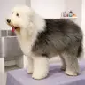Perro Grande 25 a 40 kg