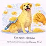 Експрес-линька (Собаки короткошерсті більше 20 кг)
