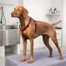 Perro Grande 25 a 40 kg