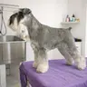 Perro Mediano 10 a 25 kg
