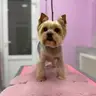 Йорк комплекс до 4 кг