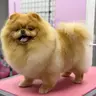 Шпіц від 5 кг
