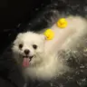 Атамі спа
