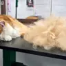 Довгошерсті котики