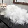 Короткошерсті котики