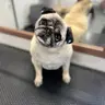 Мопс